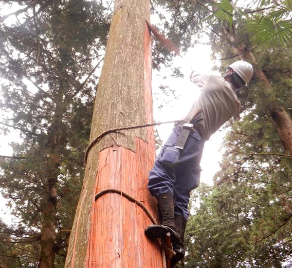 Hinoki Bark: Nature's Art of Taking and Leaving