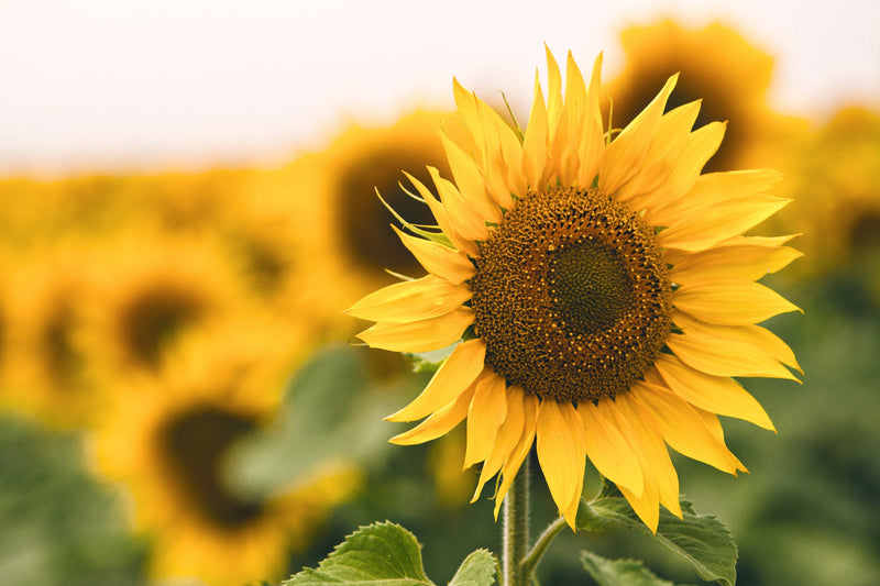 photo of Sunflowers