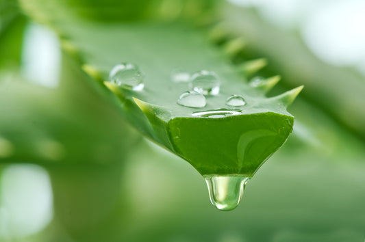 te plus te blog Aloe Vera plant photograph