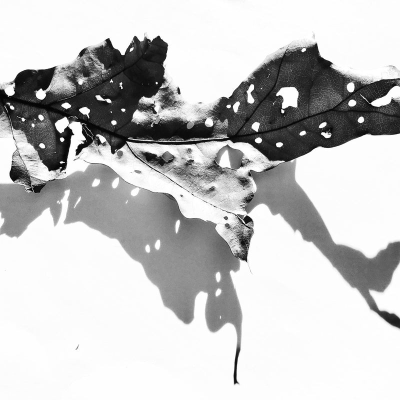 black and white image of Image of Oak leaf on white background with shadow