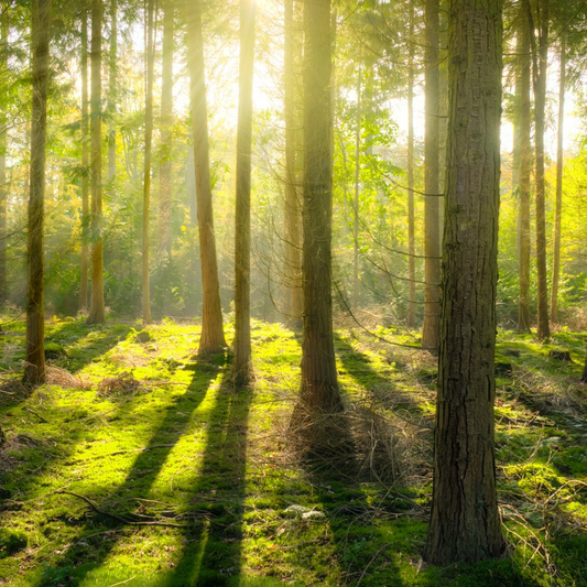 Light shinning through woods
