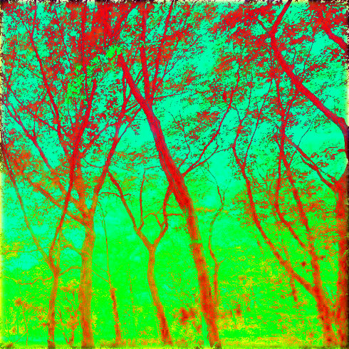 graphic image in inversion woods in red and green to yellow shades