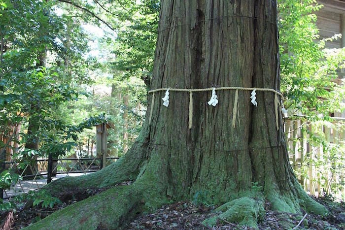 Large tree trunk with十条线 (tenshou line) in a forest setting