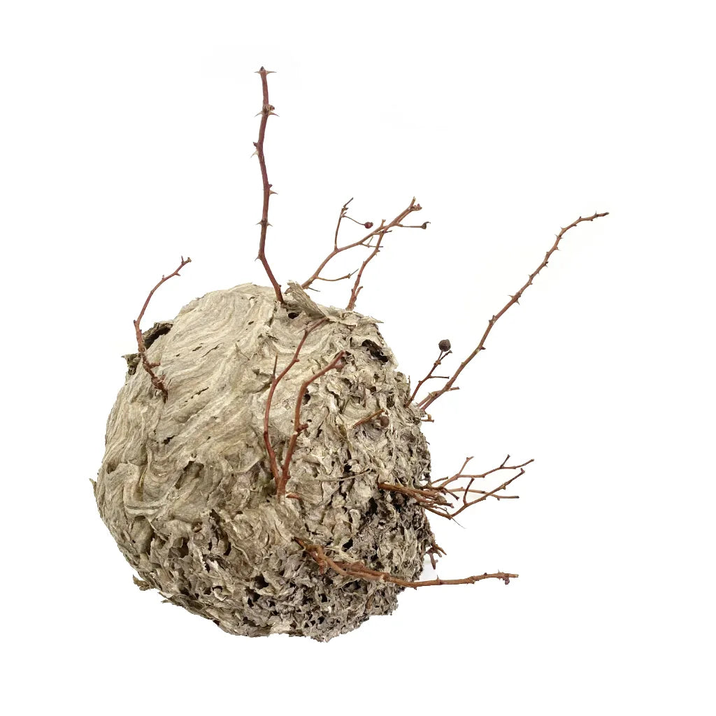 Vintage wild hive object with natural branch detail-TE PLUS TE