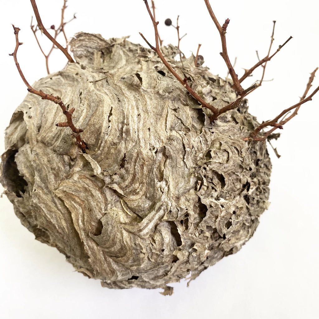 Organic wild beehive with intertwined branches-TE PLUS TE