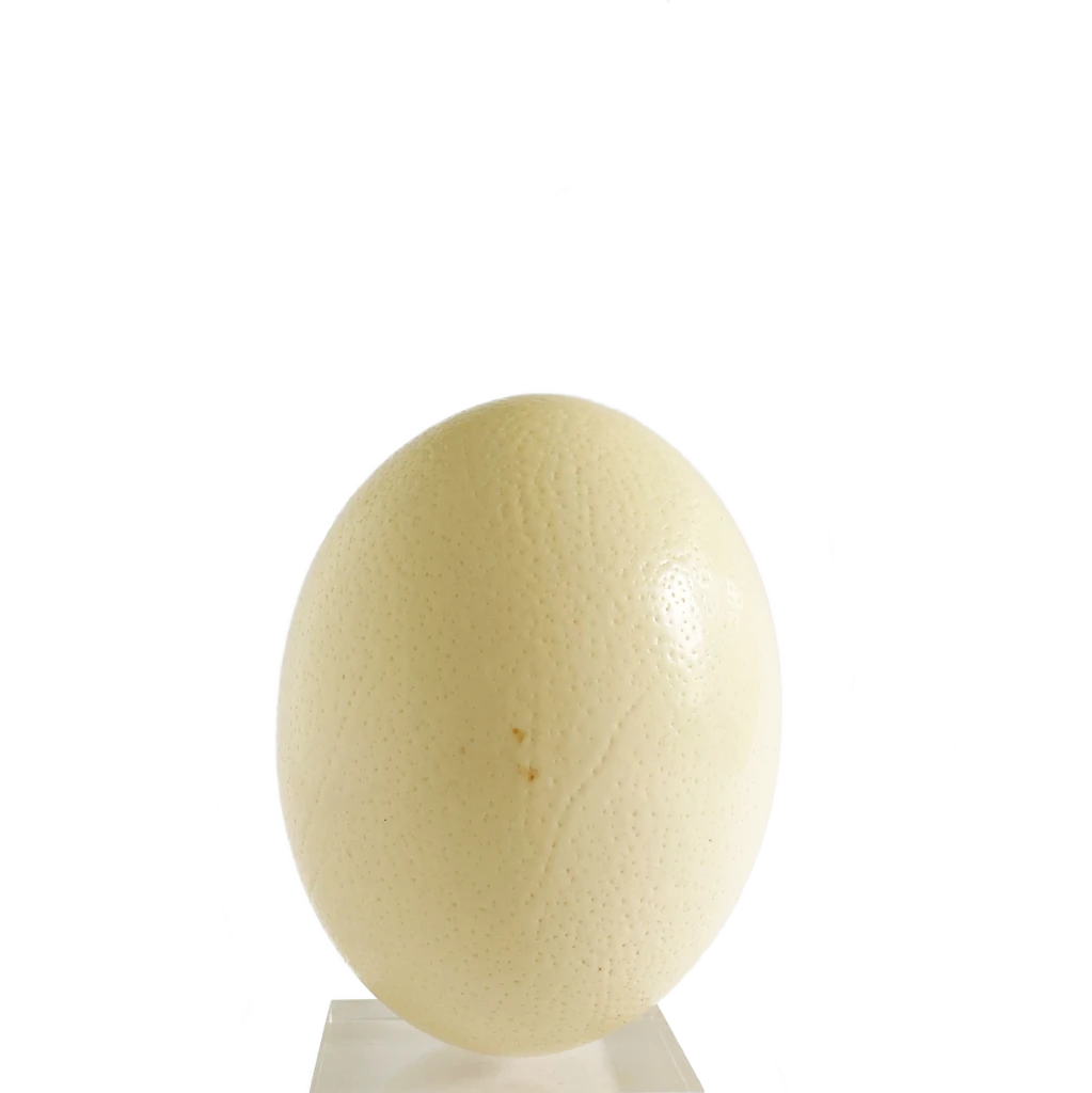 natural ostrich egg on a white background