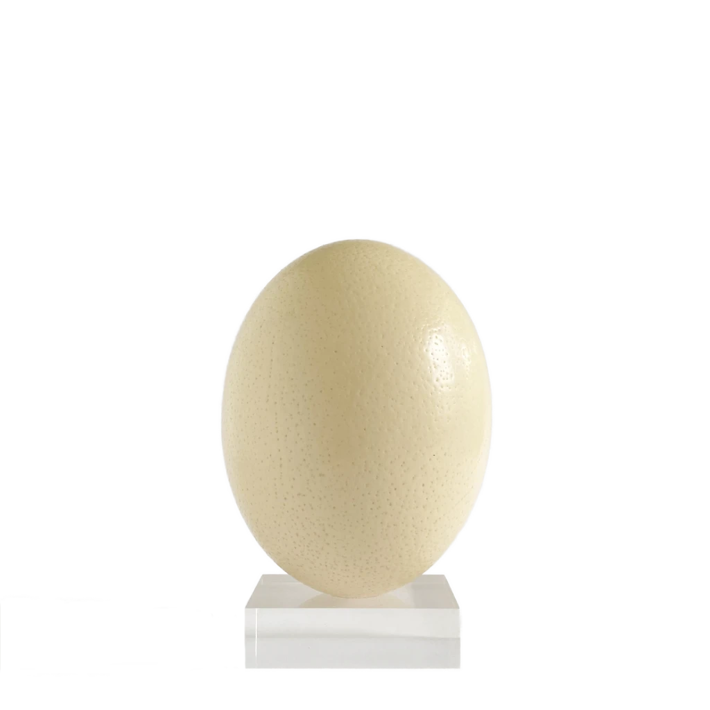 Ostrich egg shell as an object n a white stand against a white background-TE PLUS TE Iconic Object collection