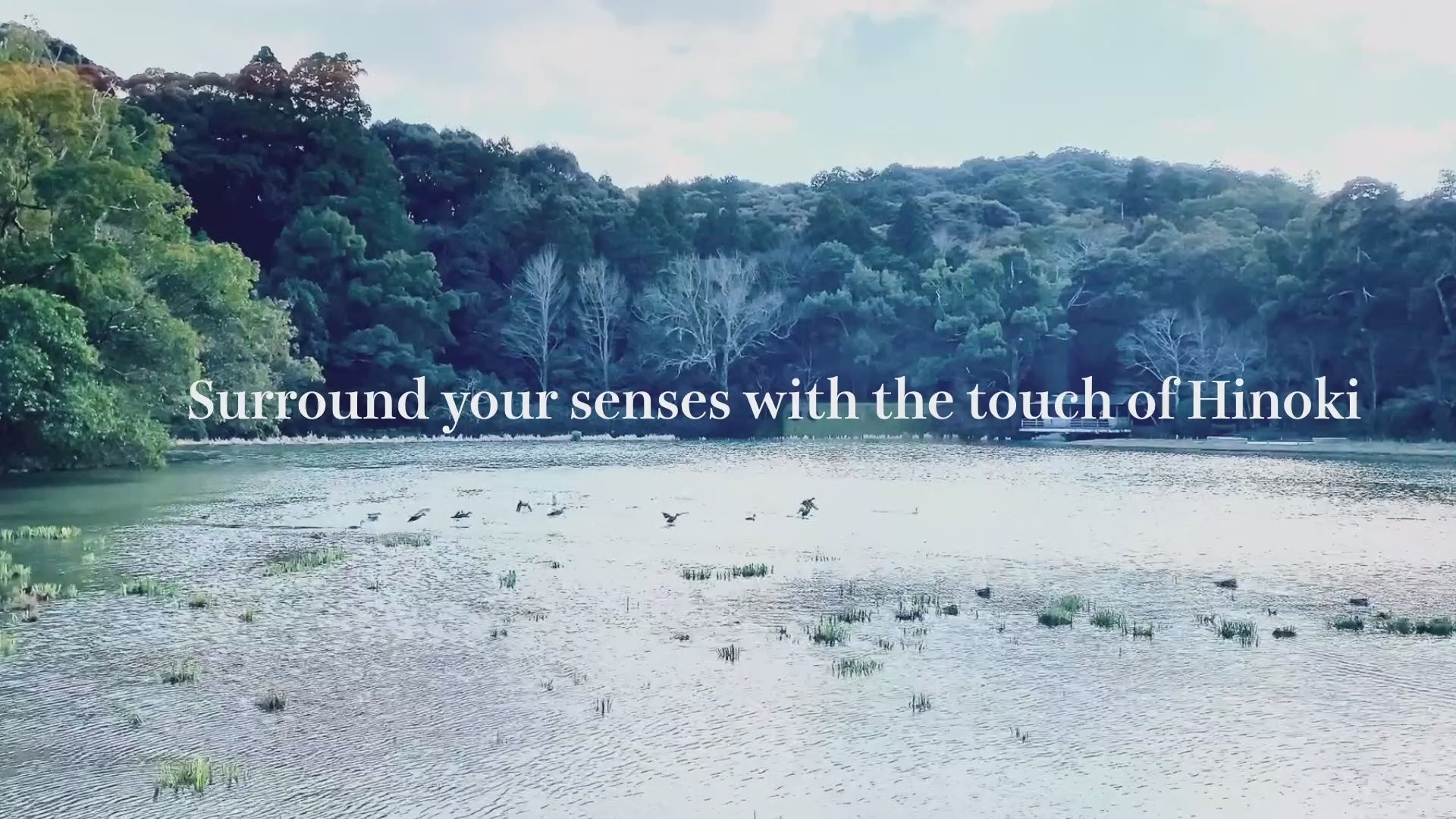 The pond, flying birds in woods scenery in Japan.-TE PLUS TE 
