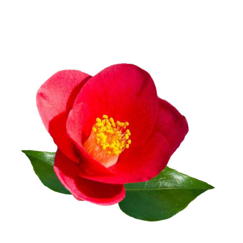 japanese Tsubaki flower in white background